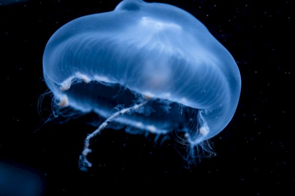This image shows a translucent jellyfish with a blue hue floating in dark water, with delicate, trailing tentacles.