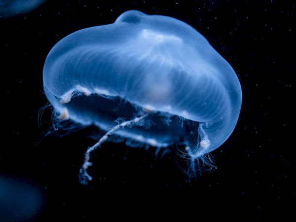 This image shows a translucent jellyfish with a blue hue floating in dark water, with delicate, trailing tentacles.